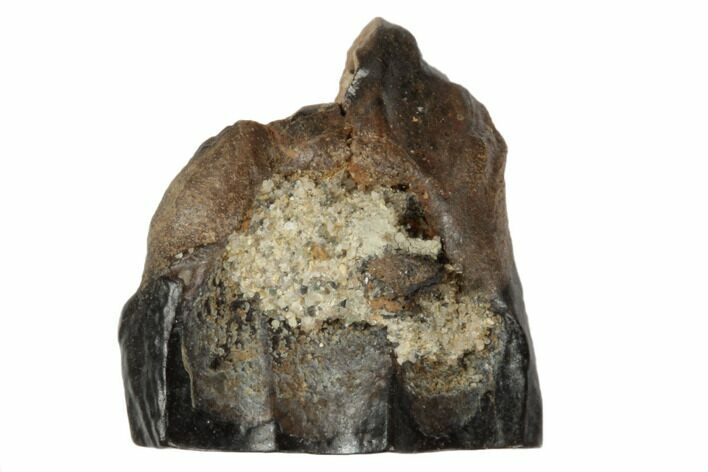 Fossil Ceratopsian Dinosaur Tooth - Judith River Formation #194356